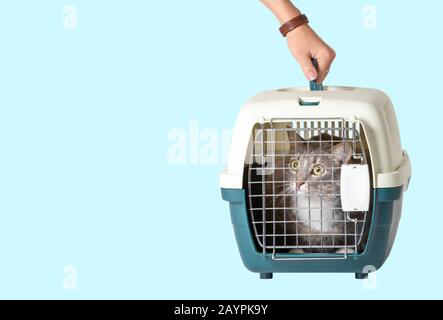 Hand carrying cat in a cage in veterinary clinic isolated on colored background Stock Photo