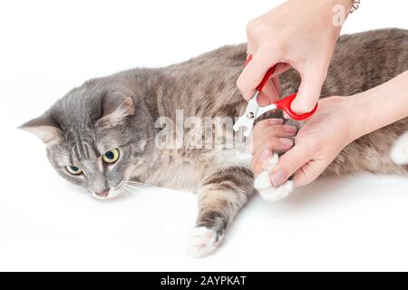 Professional animal groomer specialist cuts dogs nails with
