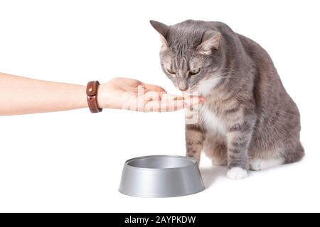 The owner feeds her cat with dry food isolated on white Stock Photo