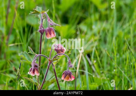 Water avens (Geum rivale) flowers near As, Borgarfjordur, western Iceland. Stock Photo