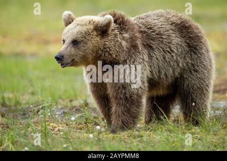 Eurasian brown bear (Ursus arctos arctos) up close