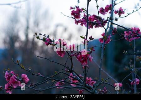 Pink flowers of a quince on a branch with thorns in the foreground in the evening mood with a blurry gray background. Stock Photo