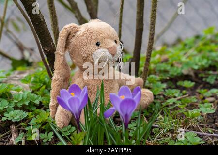 Plush Easter bunny sits in the garden on the ground between green leaves and purple crocus. High angle view. Stock Photo