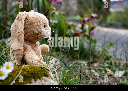 Plush Easter bunny sits sidewards on the ground of the garden between green leaves, grass stones and small daisies, and looks to the street. Stock Photo