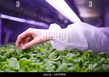 Close up of female hand gently touching young green plants in nursery greenhouse, agricultural engineering concept, copy space Stock Photo