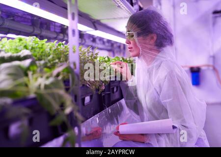 Side view portrait of female agricultural engineer examining plants in nursery greenhouse lit by blue light, copy space Stock Photo