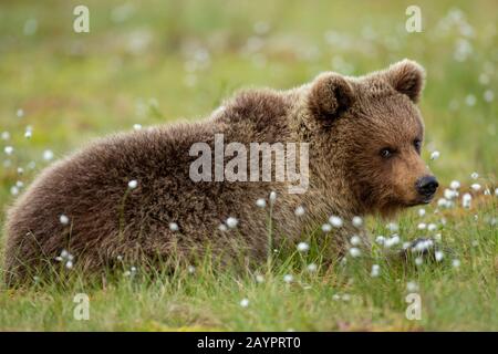 Eurasian brown bear (Ursus arctos arctos) resting in the cotton grass Stock Photo