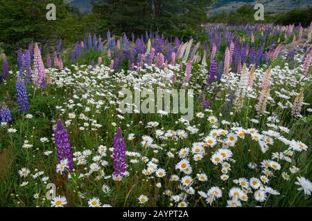 Lupines and daisies in Torres del Paine National Park in southern Chile. Stock Photo