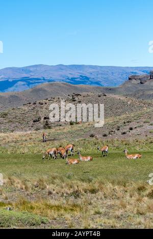 A group of guanacos (Lama guanicoe) grazing in Torres del Paine National Park in southern Chile. Stock Photo