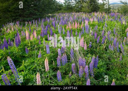 Lupines flowering in a meadow in Torres del Paine National Park in southern Chile. Stock Photo