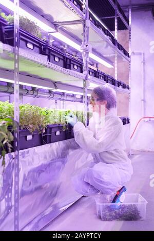 Full length portrait of female agricultural engineer examining plants in nursery greenhouse lit by blue light, copy space Stock Photo
