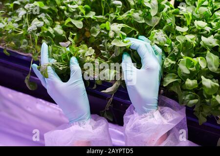 Closeup of gloved female hands gently touching young green plants while examining sprouts in nursery greenhouse, copy space Stock Photo