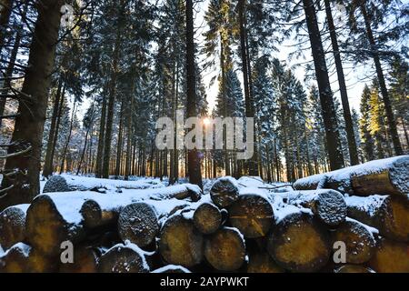 some tree logs in a winter forest Stock Photo