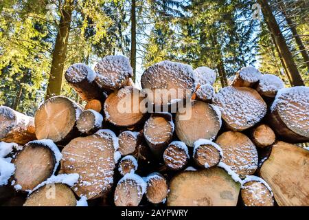 some tree logs in a winter forest Stock Photo