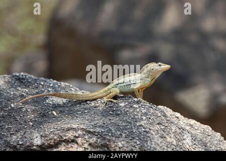 Anolis lineatus or striped anole lizard on a rock, Aruba, Caribbean. Stock Photo