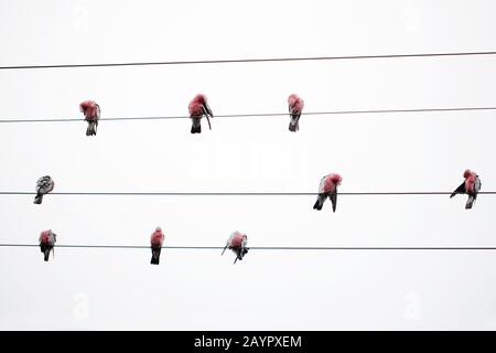 wild australian pink and grey galah (Eolophus roseicapilla) flock preening while standing on electrical wires on a cloudy day Stock Photo