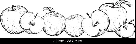 Apple fruit vector set. Frame of black white apples. Engraved vector illustration. Vintage hand realistic drawing. Stock Vector