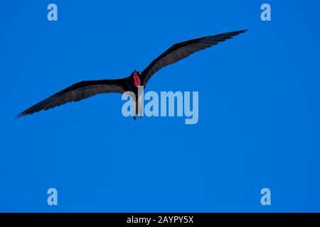A male Magnificent frigate bird (Fregata magnificens) is flying over their nesting area on Iguana Island in Panama. Stock Photo
