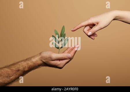 cropped view of woman pointing with finger at green plant in man hand isolated on beige Stock Photo