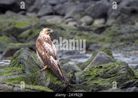 A juvenile Galapagos hawk (Buteo galapagoensis) on the rocks of Santa Fe Island (Barrington Island) in the Galapagos National Park, Galapagos Islands, Stock Photo