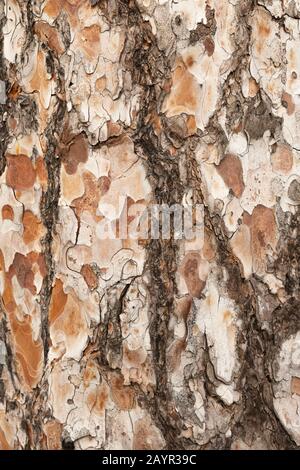 Red Pine Texture. Detailed Background Of A Beautiful Tree. Stock Photo