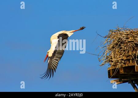 white stork (Ciconia ciconia), taking off the nest, Germany Stock Photo