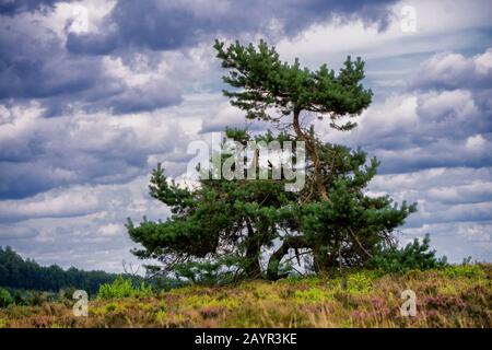 Scotch pine, Scots pine (Pinus sylvestris), wind formed pine in the heathland in Sauerland, Germany, North Rhine-Westphalia, Sauerland Stock Photo