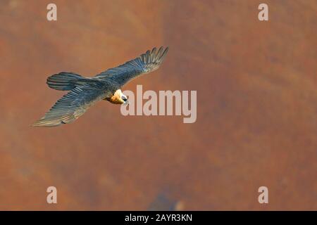 Lammergeier, Bearded Vulture (Gypaetus barbatus), in flight, South Africa, Giants Castle Game Reserve Stock Photo