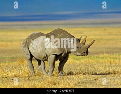 black rhinoceros, hooked-lipped rhinoceros, browse rhinoceros (Diceros bicornis), standing in the savannah, side view, Africa Stock Photo