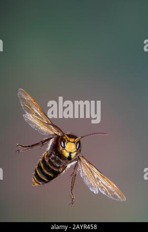 hornet, brown hornet, European hornet (Vespa crabro), flying, front view, Germany Stock Photo