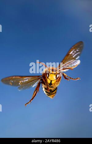 hornet, brown hornet, European hornet (Vespa crabro), flying, front view, Germany Stock Photo