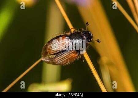 scarab beetle (Omaloplia nigromarginata), critically endangered species, Germany Stock Photo