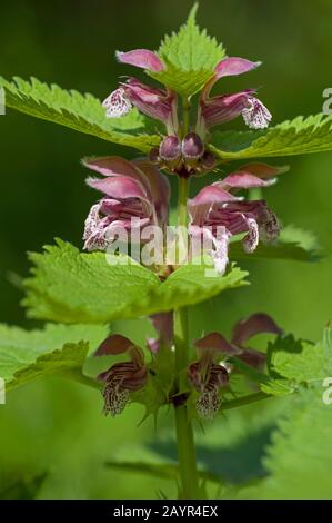 Large Red Dead-Nettle, Large Red Deadnettle (Lamium orvala), blooming, Germany Stock Photo