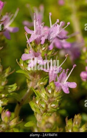 Wild thyme, Breckland thyme, Creeping thyme (Thymus serpyllum), blooming, Germany Stock Photo