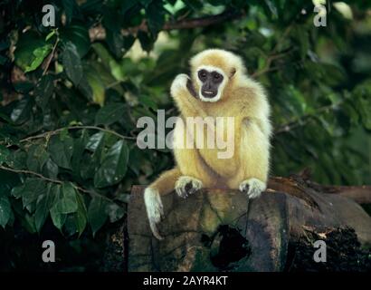 common gibbon, white-handed gibbon (Hylobates lar), young animal sitting on a dead tree trunk, sandy color Stock Photo