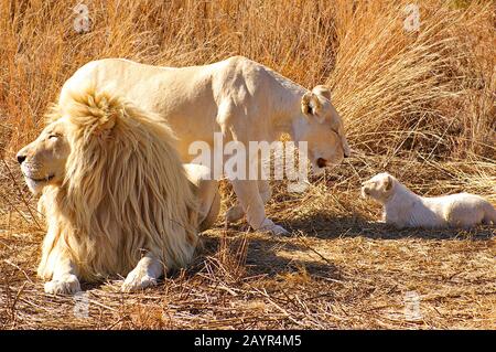 lion (Panthera leo), white lion family, South Africa Stock Photo