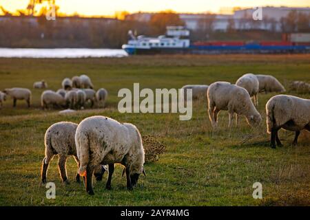 domestic sheep (Ovis ammon f. aries), sheeps grazing in the Rhine meadows, cargo ship in background, Germany, North Rhine-Westphalia, Lower Rhine, Dusseldorf Stock Photo