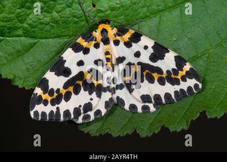 Magpie moth, Currant moth (Abraxas grossulariata), sits on a leaf, Germany Stock Photo