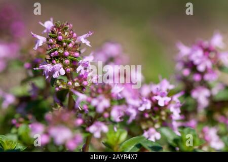 Broad-Leaved Thyme, Dot Wells Creeping Thyme, Large Thyme, Lemon Thyme, Mother of Thyme, Wild Thyme (Thymus pulegioides), blooming, Germany, BG Ffm Stock Photo