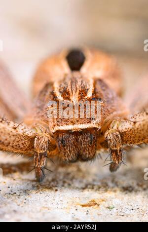 Running scrab spider (Thanatus formicinus), portrait, Germany Stock Photo