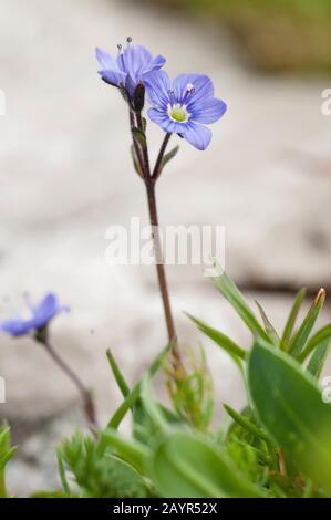 Leafless speedwell (Veronica aphylla), flowers, Germany Stock Photo