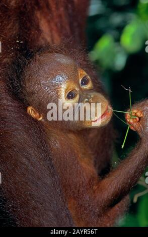 Bornean orangutan (Pongo pygmaeus pygmaeus), young animal in a release station, portrait, Malaysia, Borneo Stock Photo