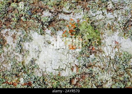 birch bark covered with lichens, Switzerland Stock Photo