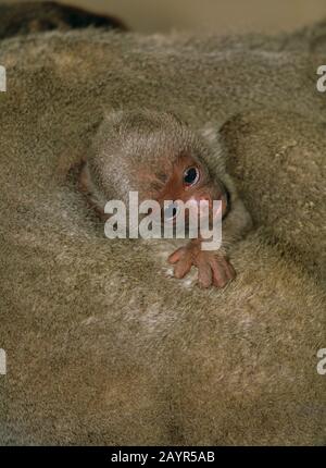 Common woolly monkey, Humboldt's woolly monkey, Brown woolly monkey (Lagothrix lagotricha), babbling baby ape, portrait Stock Photo