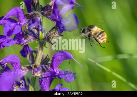 Knapweed carder bee, Shrill carder bee (Bombus sylvarum), male at sage, Germany, Bavaria, Isental Stock Photo