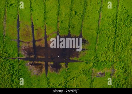 Water in a depression in marshland, a pair of swans foraging there, aerial view, Germany, Schleswig-Holstein Stock Photo