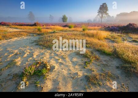 dunes in Kampina nature reserve in the morning , Netherlands, Noord-Brabant, Kampina nature reserve, Kampina Stock Photo