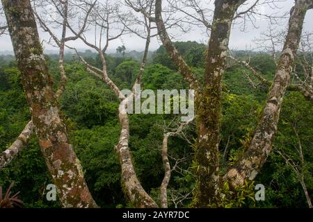 View of epiphytic plants and the rain forest canopy from the observation tower in the rain forest near La Selva Lodge near Coca, Ecuador. Stock Photo