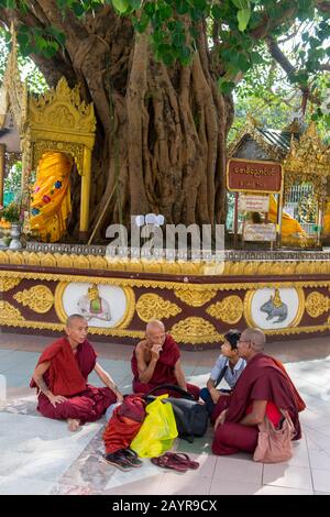 Monk sitting under a Bodhi tree, Maya Devi Temple, Lumbini, Nepal Stock ...