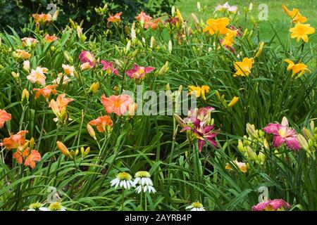 Orange, purple and yellow Hemerocallis - Daylily flowers in border after rainfall in backyard country garden in summer. Stock Photo